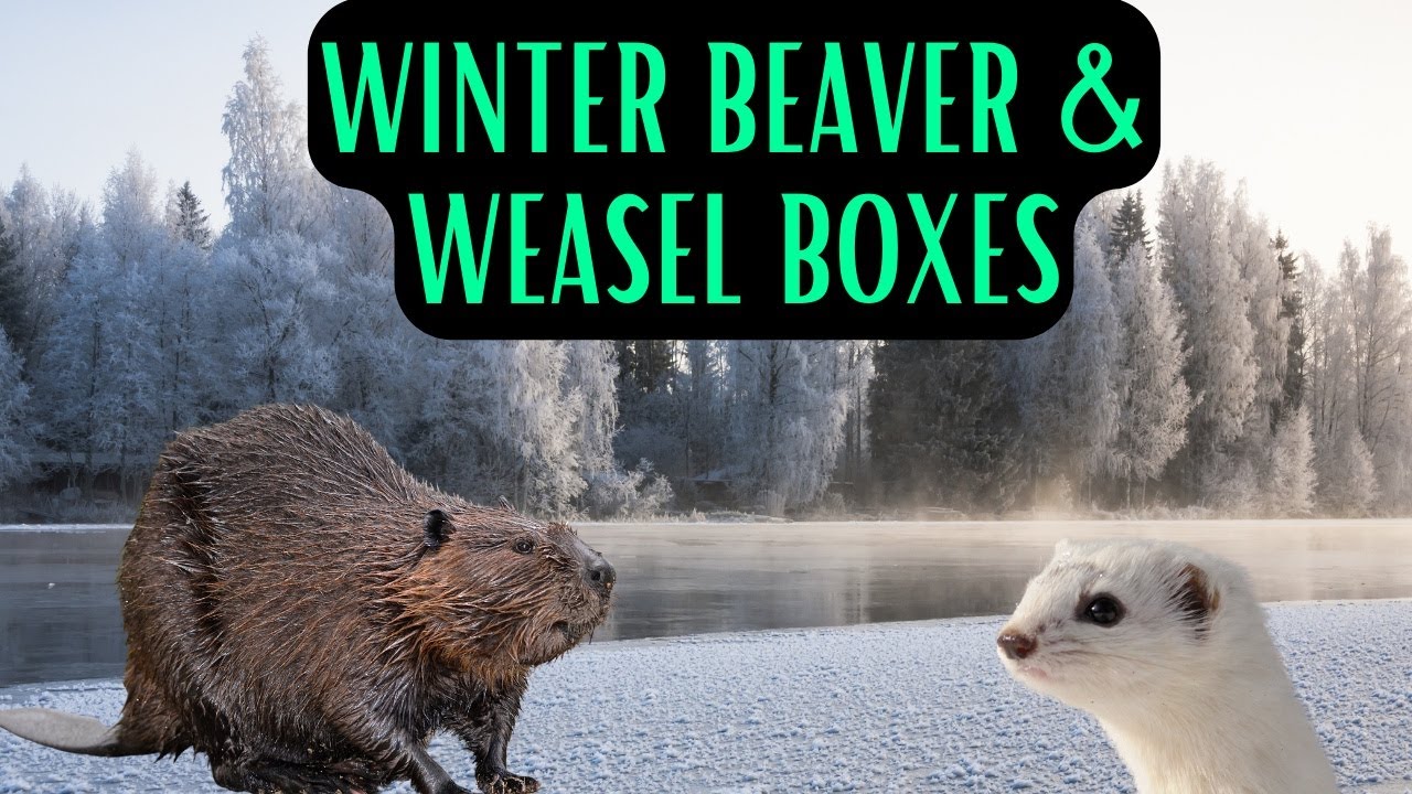 Under Ice Beaver Trapping & Weasel Boxes
