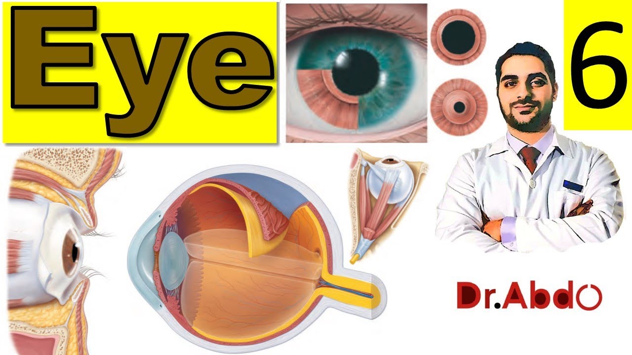 6. #Eye & #Vision || #Head_Anatomy Overview (6/9) || تشريح العين || [A2]
