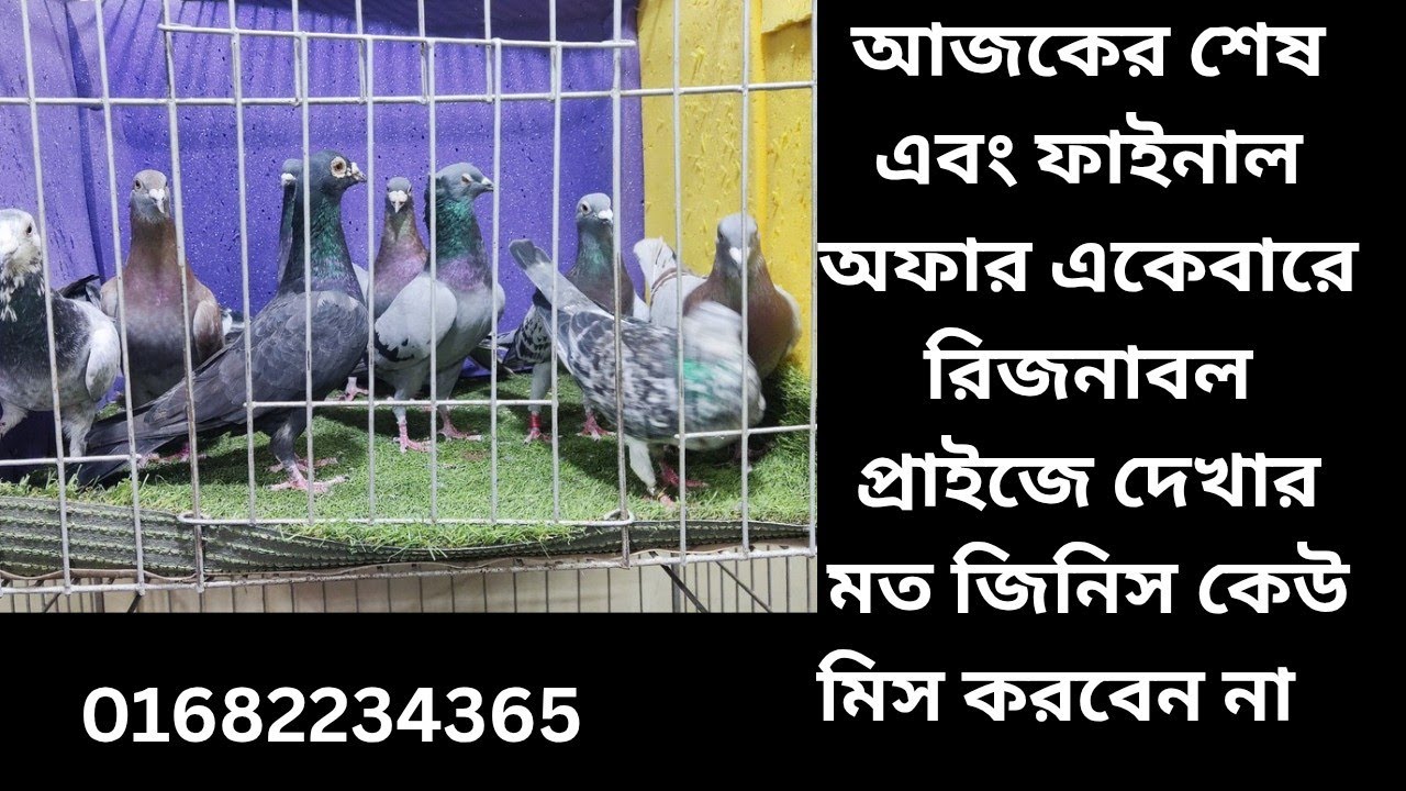 একুশে ফেব্রুয়ারি ফাইনাল অফার প্যাকেজসহ একেবারে রিজেনেবল প্রাইজে ☎️ 01682234365# ইনশাআল্লাহ 