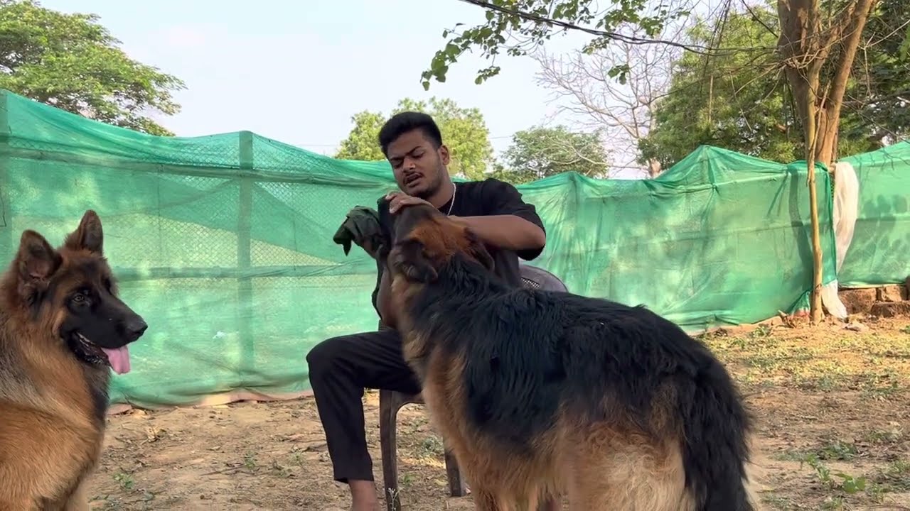 German shepherd Long coat Ka Summer🔥 Maintenance || JARUR Dekhiye Video 🥵