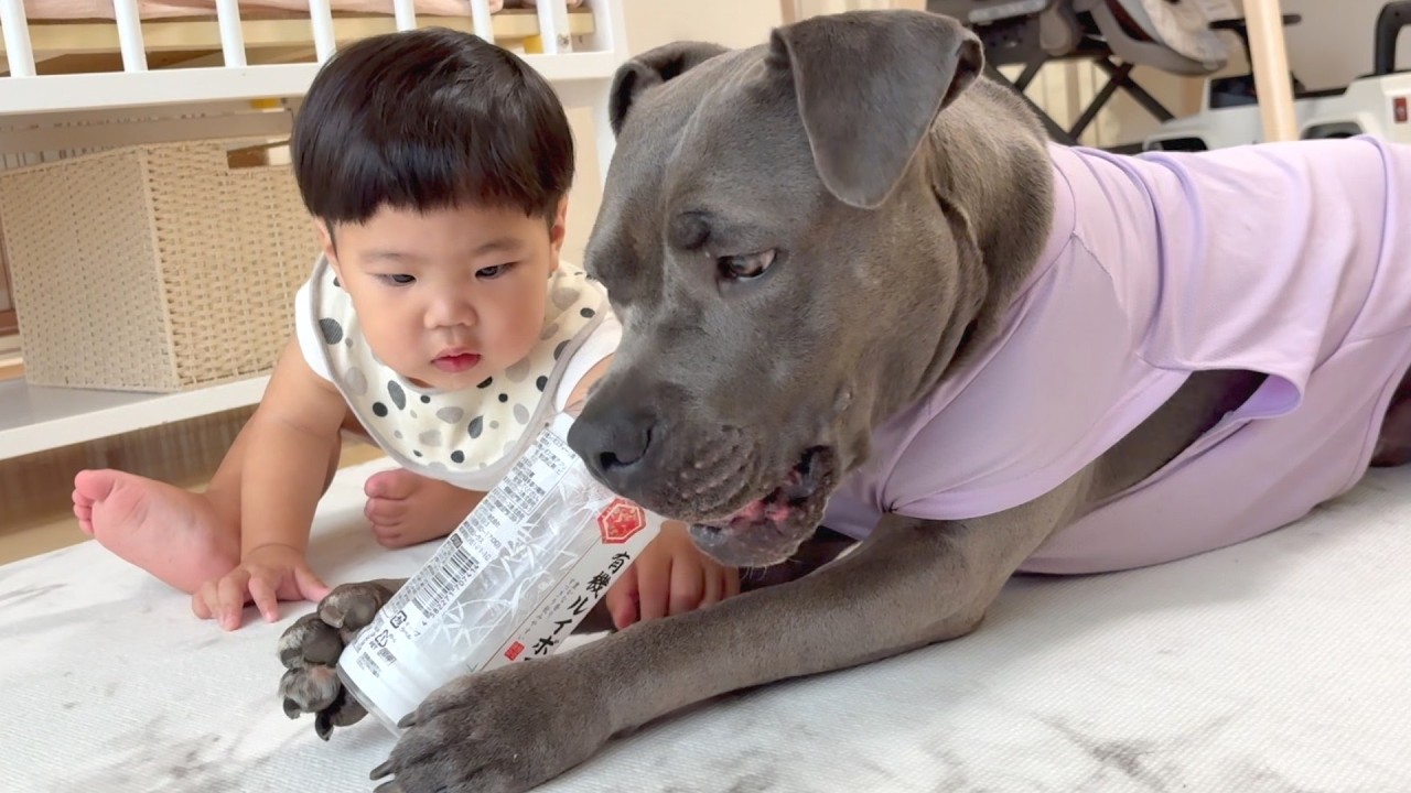 赤ちゃんのことが大好きなピットブルの日常をご覧ください
