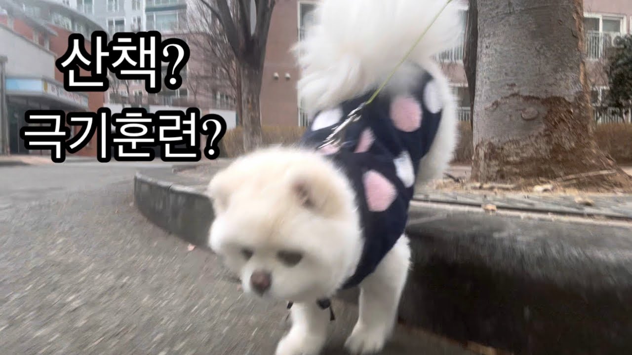 이거슨 산책인가? 극기훈련 인가?