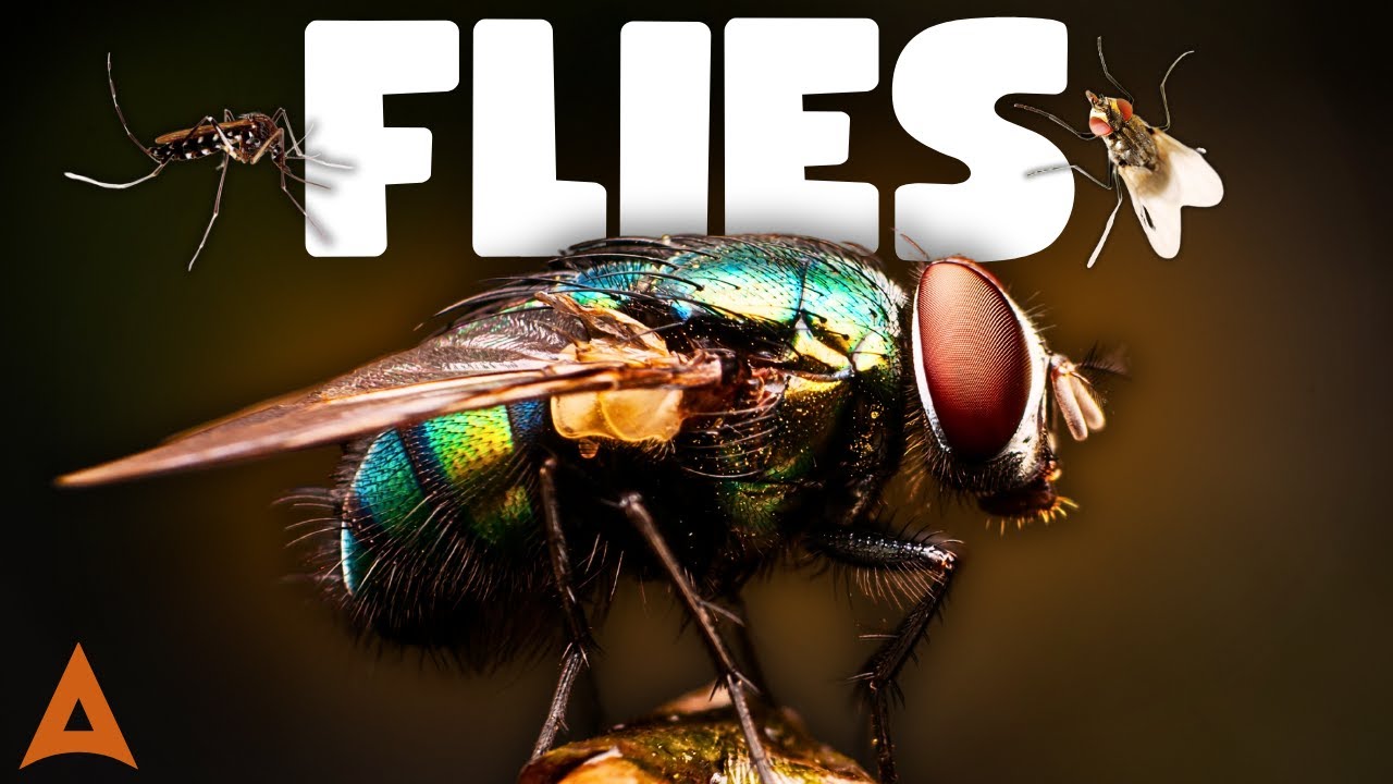 All about flies | For Children [ Animal Edu ]