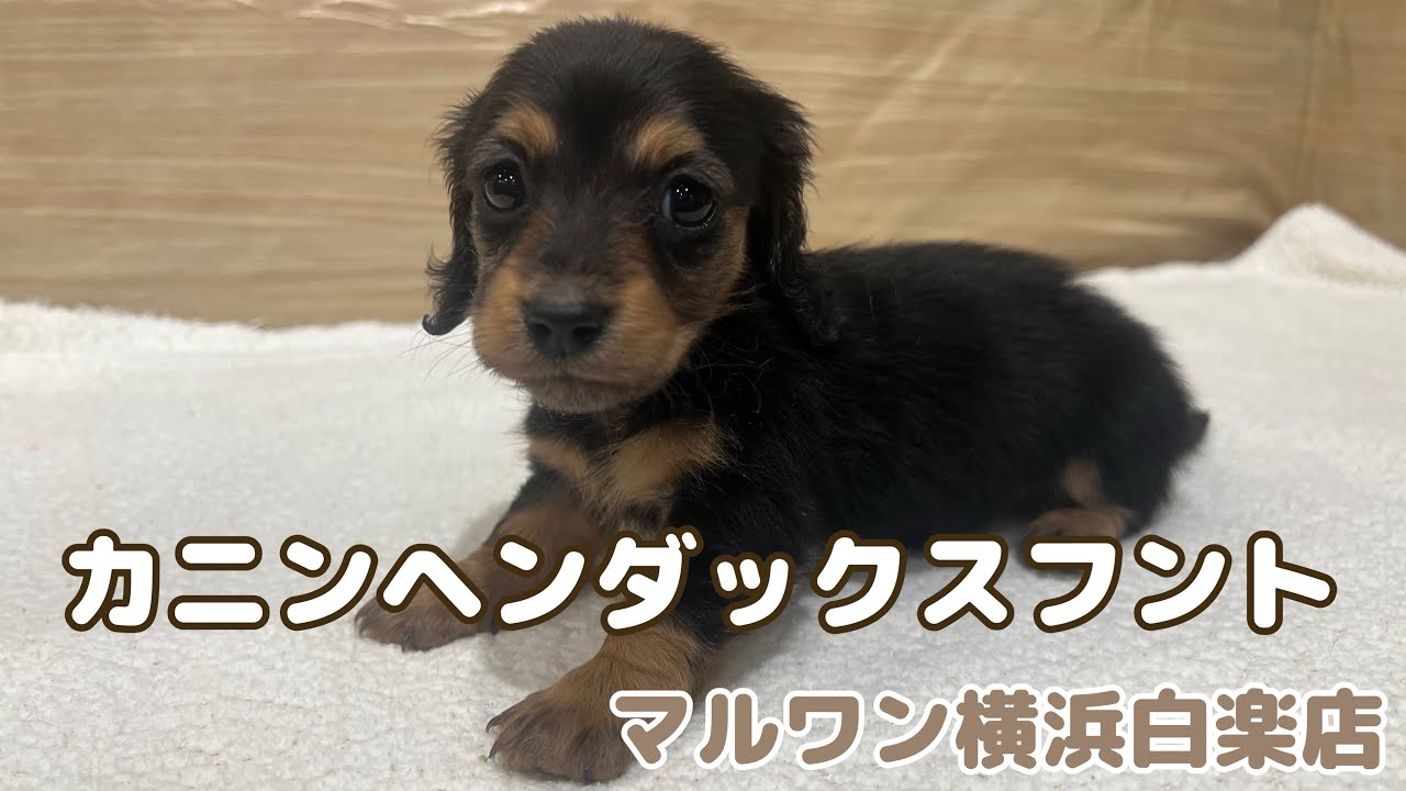 【カニンヘンダックスフント】甘えん坊のカニンヘンダックスちゃんがマルワン白楽店にやってきた！