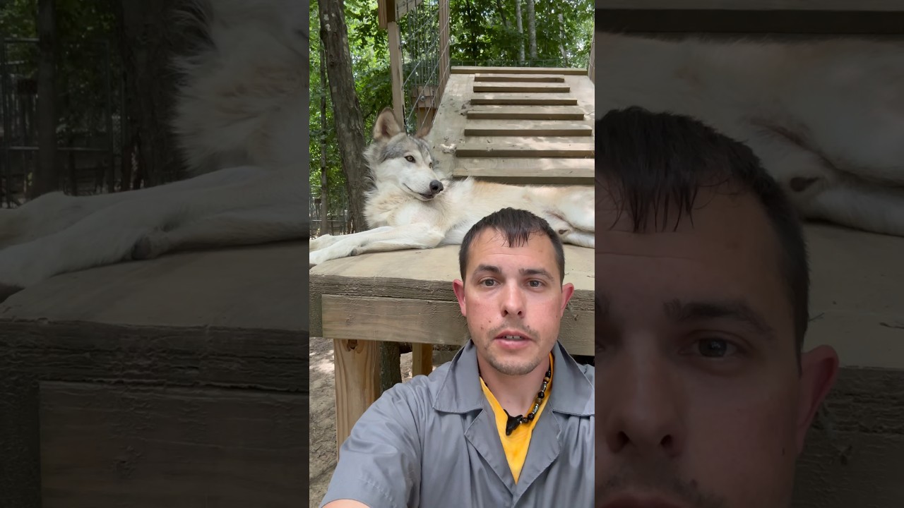 Wolf Hybrid vs Wolf Dog - Whats the Difference? #wolf #dog #animals #wildlife #shorts