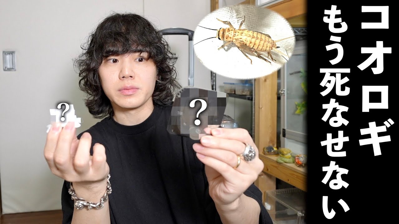 コオロギを絶対死なせない方法！【爬虫類飼育】