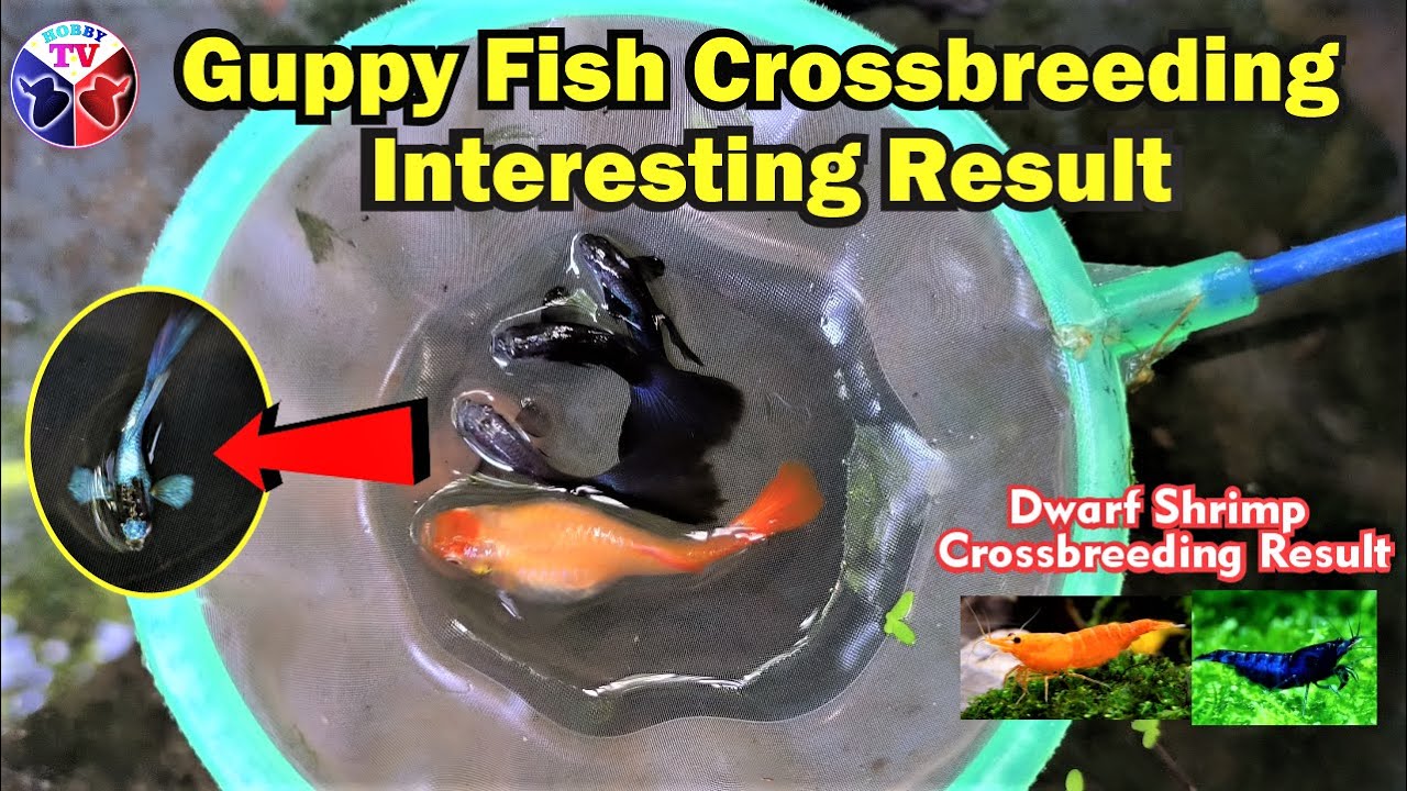 Guppy Fish Crossbreeding with an Interesting Result