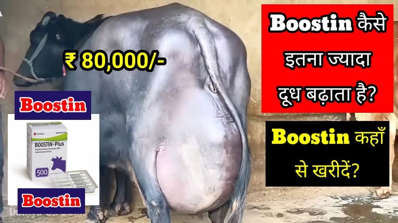 Boostin कैसे इतना ज्यादा दूध बढ़ाता है? Boostin कहाँ से खरीदें? कीमत क्या है? #boostin #injection