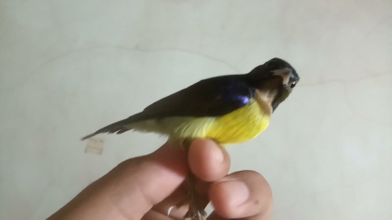 Kolibri Kelapa // Wiceh // Korlap Over Birahi Ngoceh Tak Mau Berhenti 😱😱😱