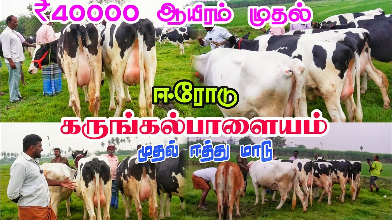 ரூ 40000 ஆயிரம் முதல் இந்த வாரம் கருங்கல்பாளையம் சந்தையில் முதல் ஈத்து மாடு குறைந்த விலையில் 🫢 