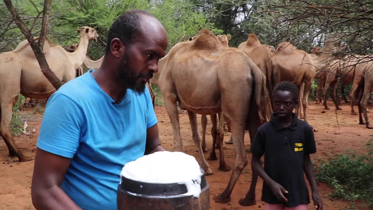 Geel dhalay iyo Safarkii igarre Barnaamij xiisa leh Codadka geela iyo macnohooda