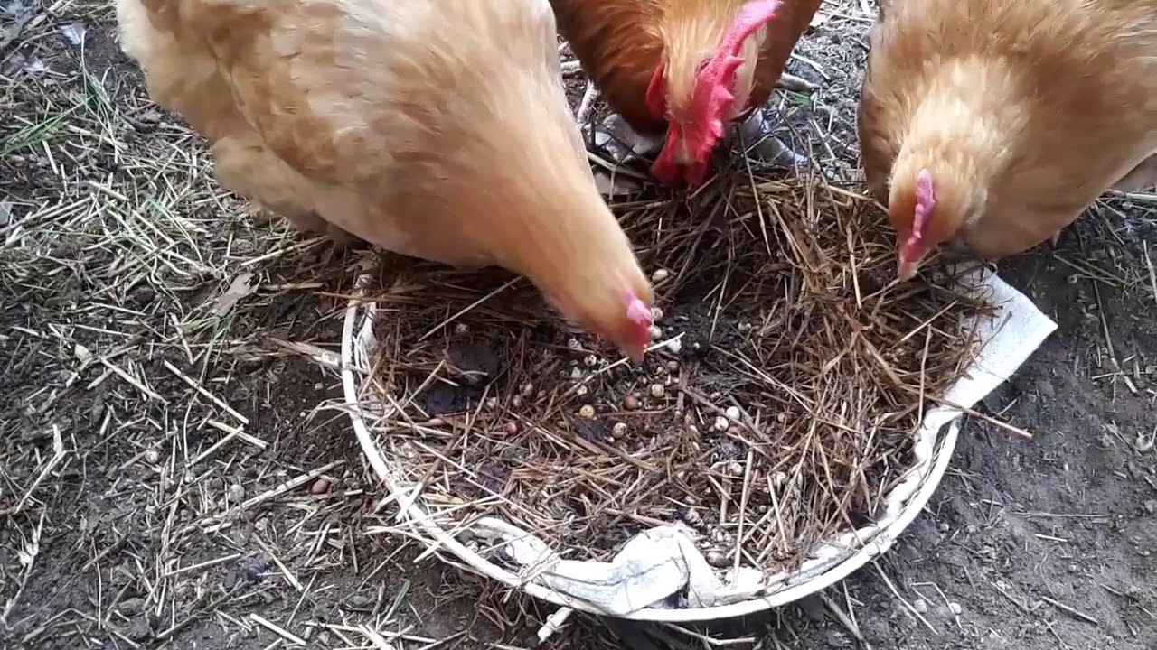 דשא מזרעי השריה  חיקוש יוני 2018