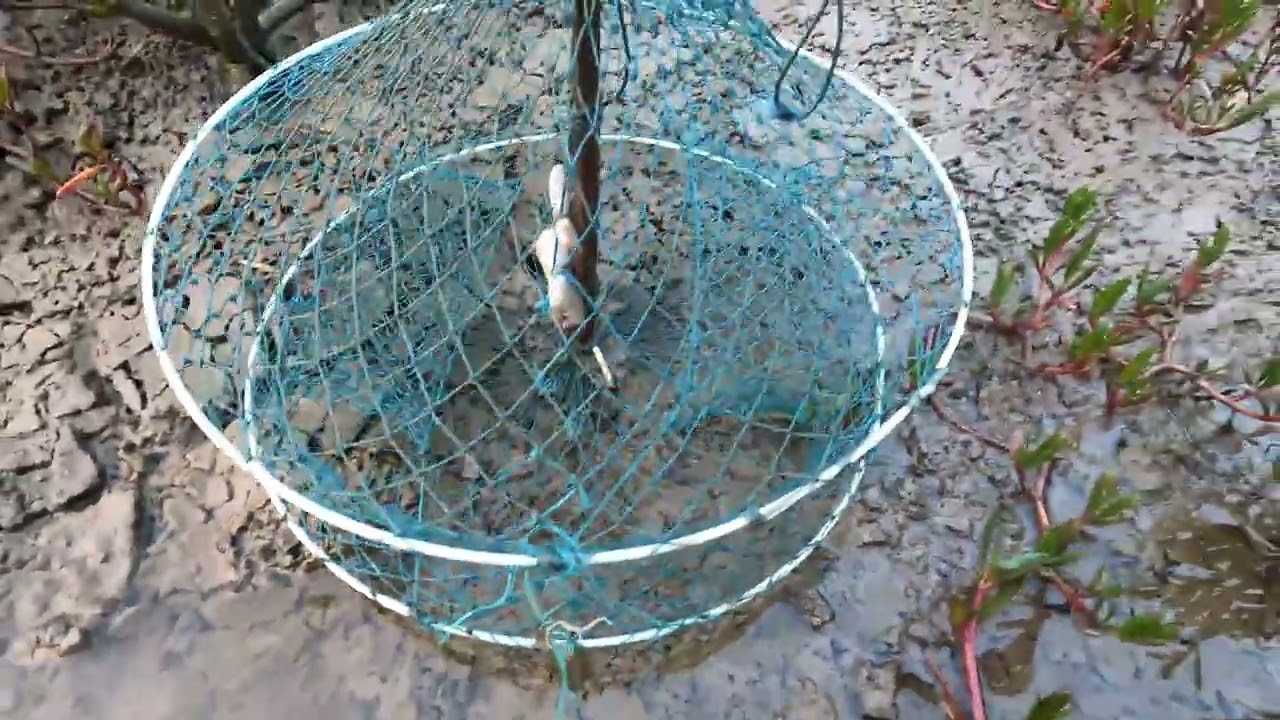 🦀 લાઈવ ક્રેબ ટ્રેપ ફિશિંગ | ક્રેબ પકડવાનો વિડિયો ||