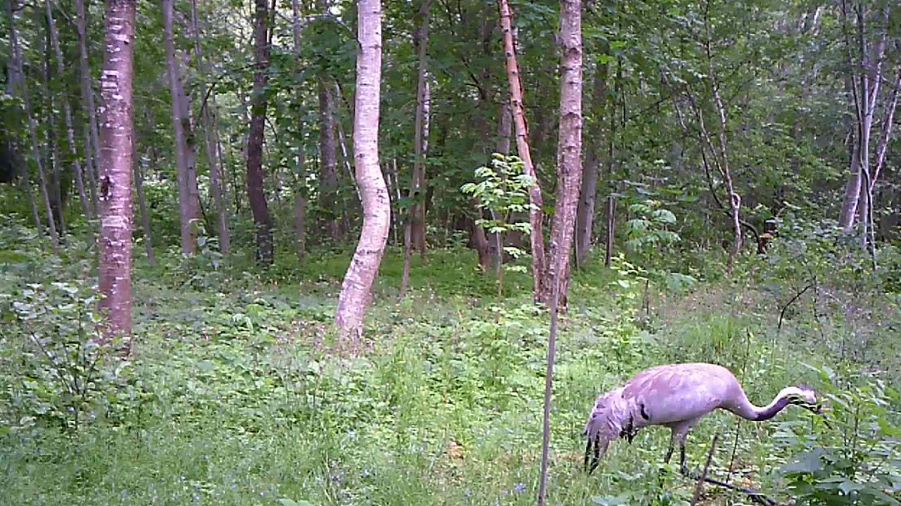 Sookurg, Common Crane