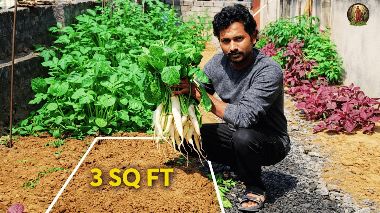 Большой урожай на маленьком участке! Выращивание редиса
