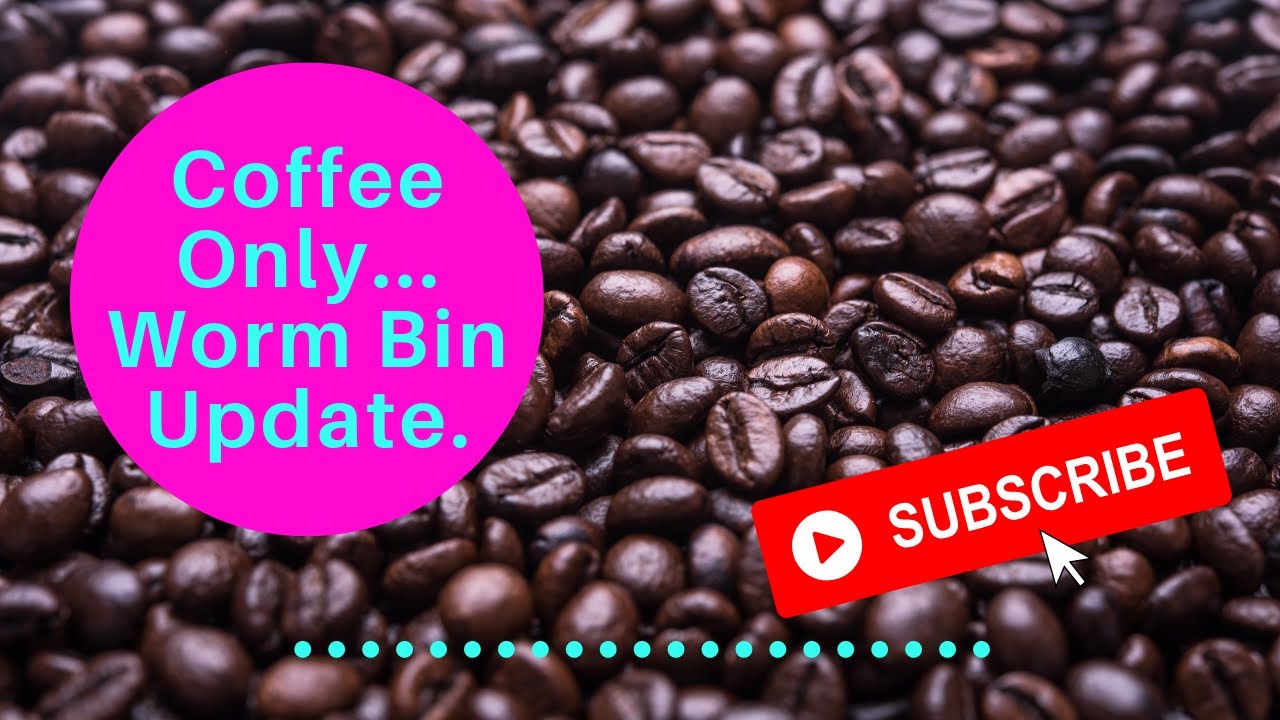 Coffee Bin Update & Blue vs. Red Worm Comparison Conversation