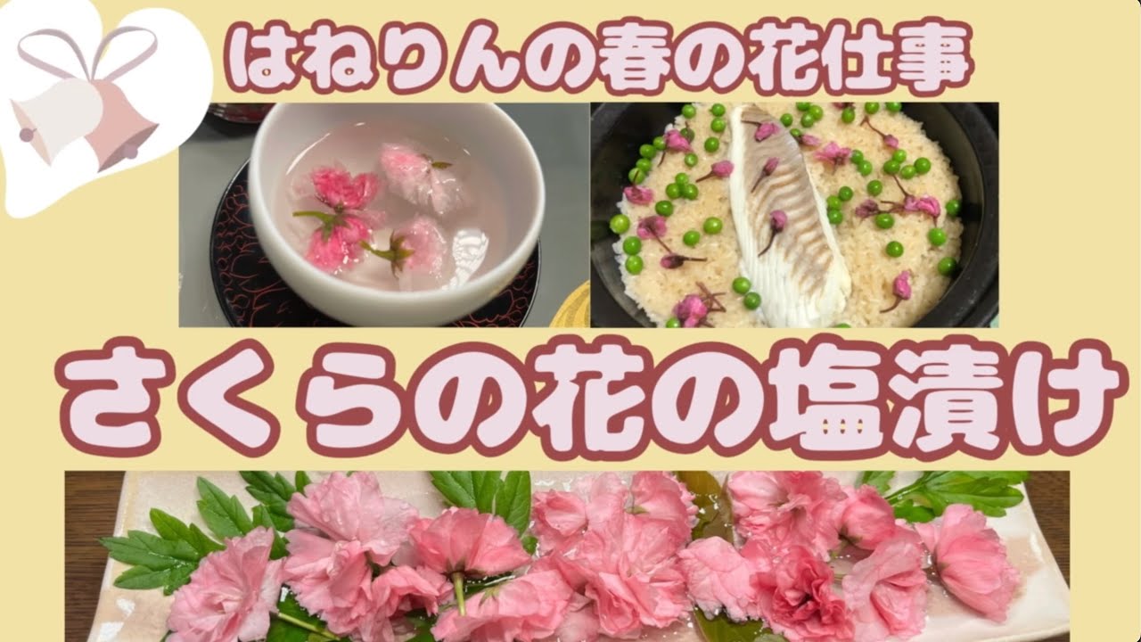 八重桜が咲いたよ【桜の塩漬け】30年も作ってきました