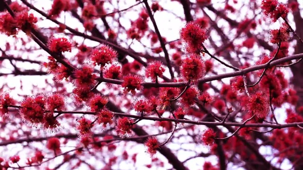 Soothing Nature