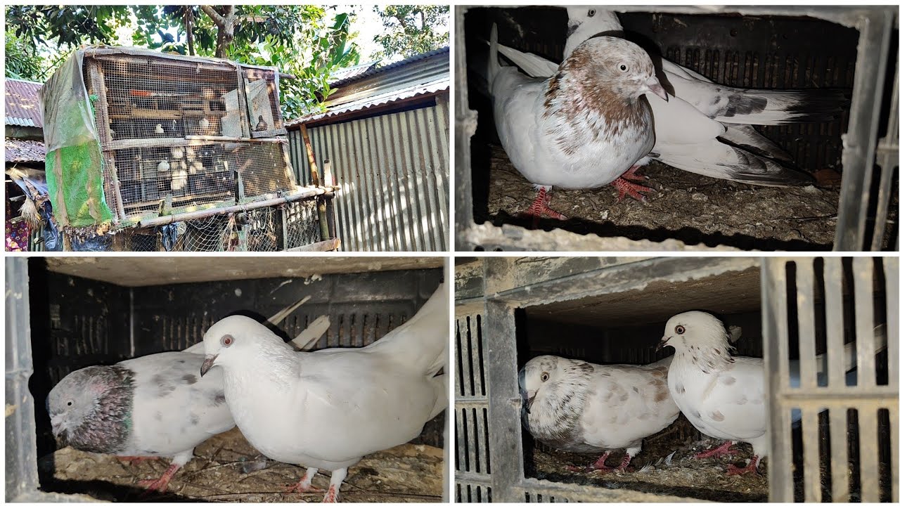 কবুতর গুলি ডিম পাড়ছে না কেনো 🤔