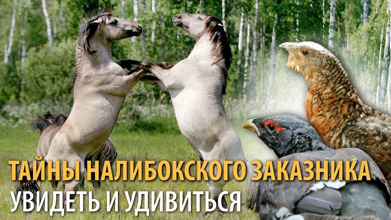 ДИКИЕ ЛОШАДИ, КРАСНОКНИЖНЫЕ ГЛУХАРИ Знакомимся с обитателями заказника «Налибокский»