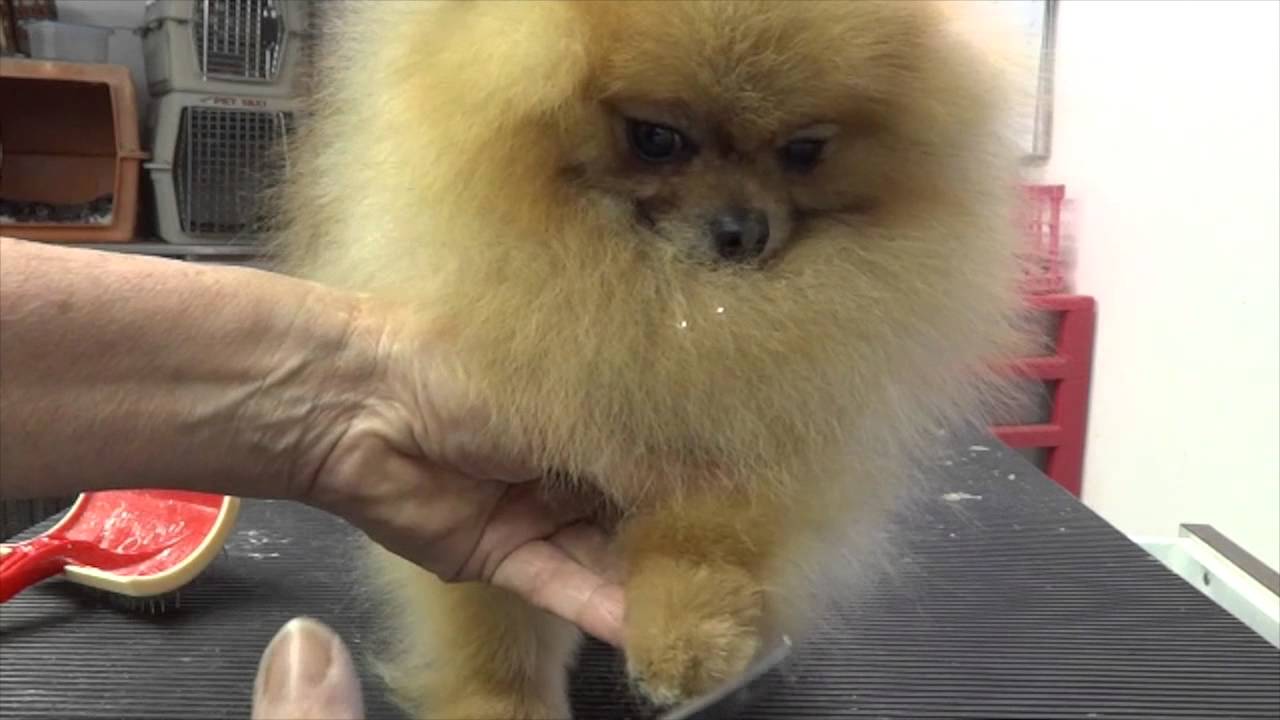 Grooming the Show Pomeranian (part one)