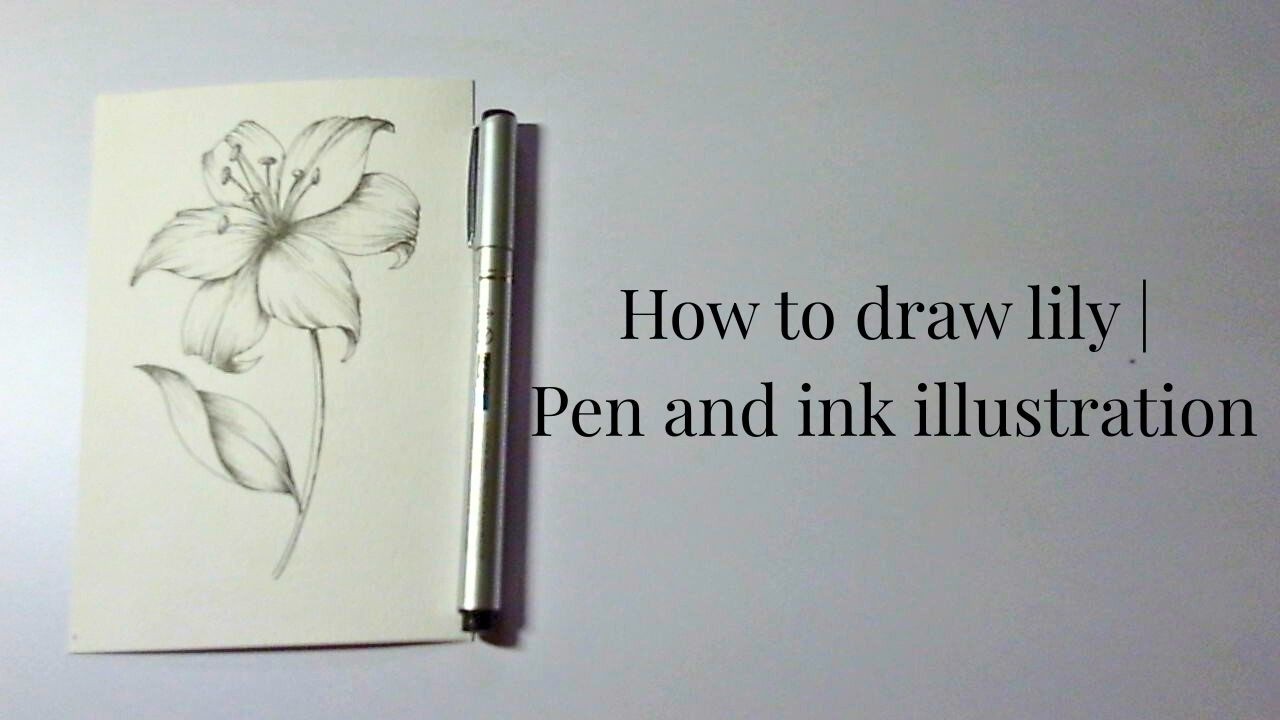 How to Draw a Lily | Pen & Ink Botanical Illustration