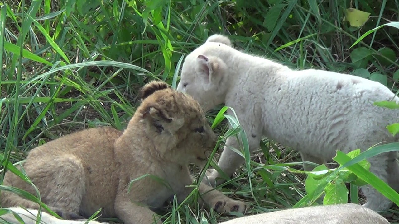 Casper, the white lion of Kruger when he was still very young, suckling on his mother