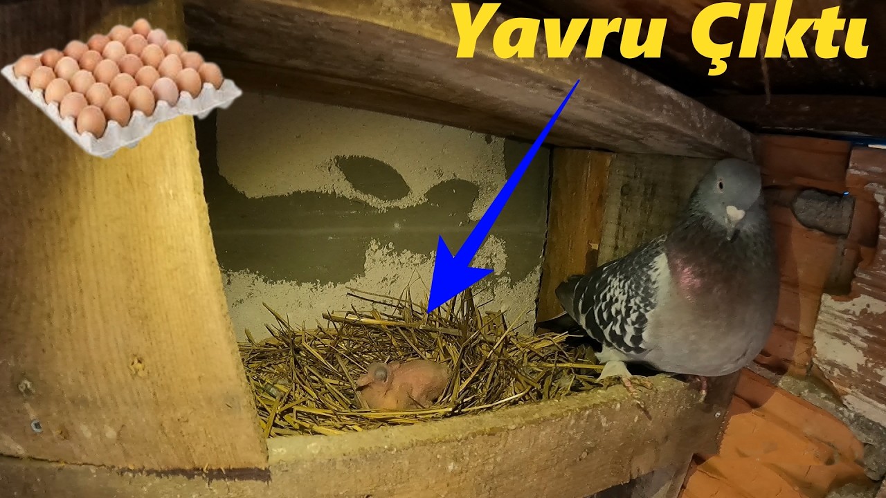 Güvercin Yavrusu Çıktı!-Yumurtalarımız Geldi!-Ahırın Çatısı Uçmuş!#güvercin #tavuk #yumurta