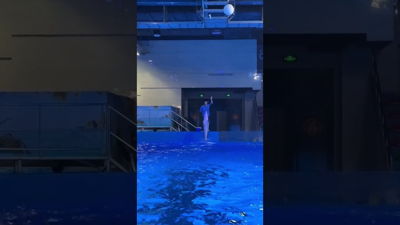 6583: Dolphins tail-walk across pool in Chinese ocean park