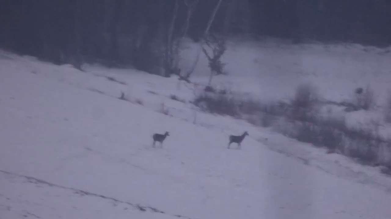 Dzięcioł duży, gil, paszkot, mazurek, modraszki, trznadle i jelenie, czyli filmy na dzisiaj.