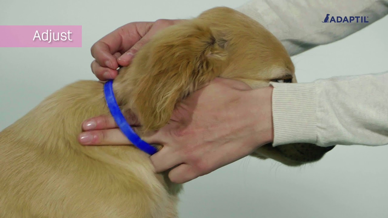 HOW TO USE the ADAPTIL Junior Collar for Puppies