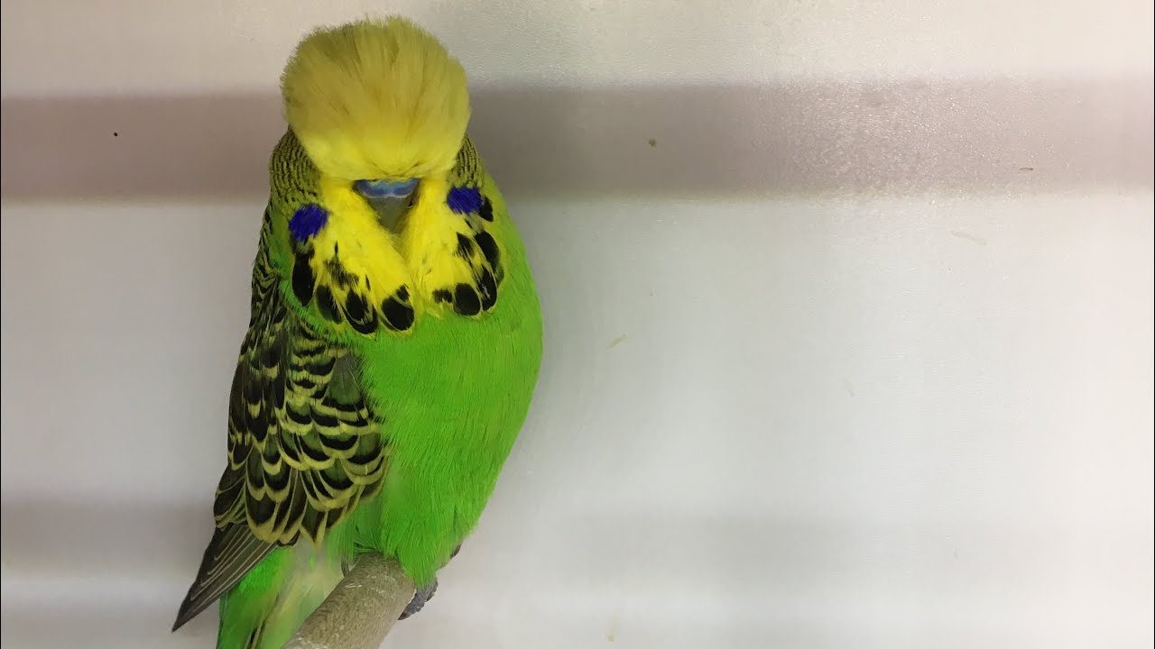 Kuşlarımızın Tatil Hazırlığını Tamamladık ve R-Canina Hakkında Konuştuk