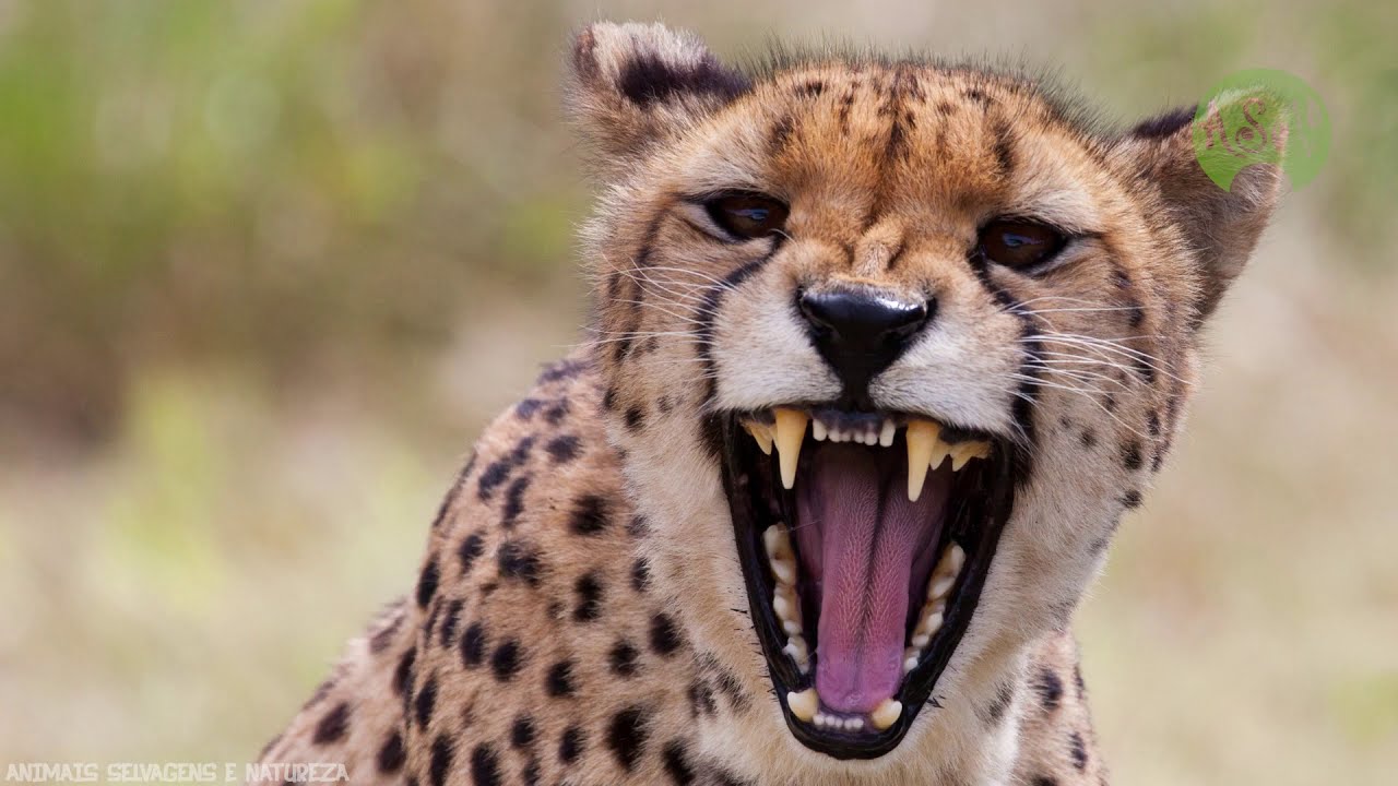 Guepardo Ca&ccedil;ando Gazela / Gnu - Animais Selvagens | Batalhas de Animais Gravadas em V&iacute;deo | Cheetah