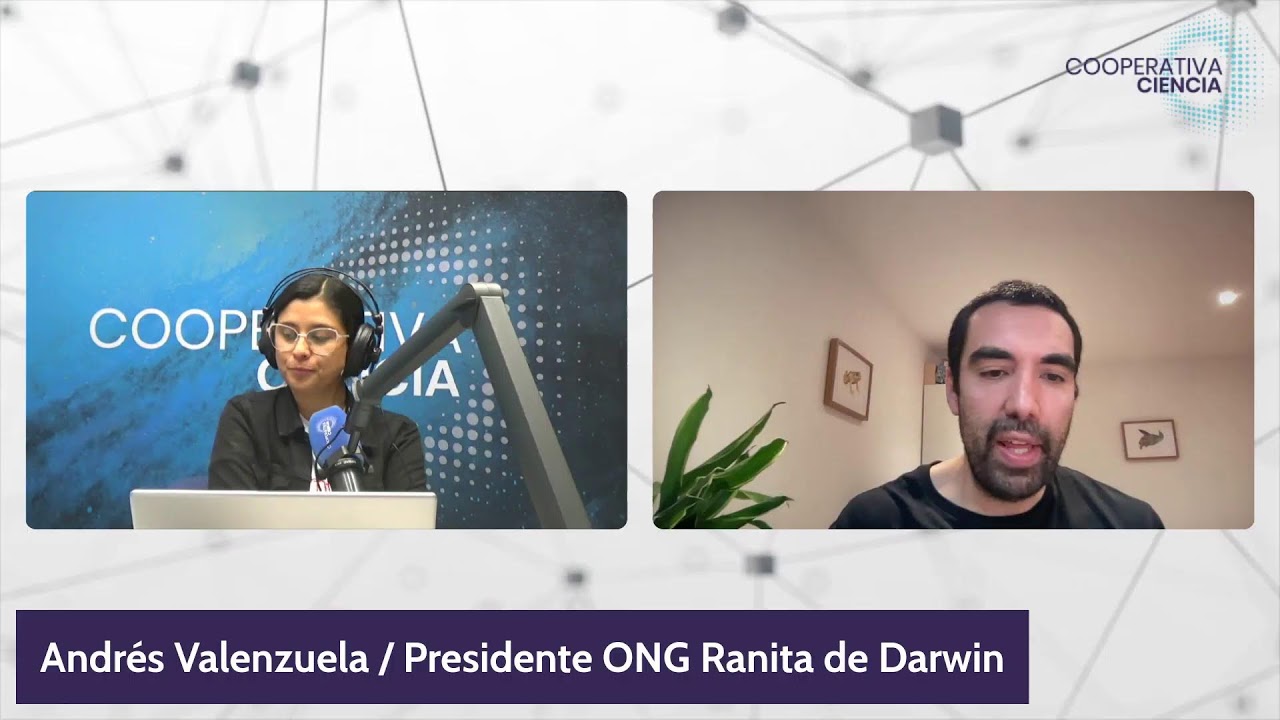 Se salvó la ranita: Contraloría tomó razón de decreto que protege a la Ranita de Darwin.