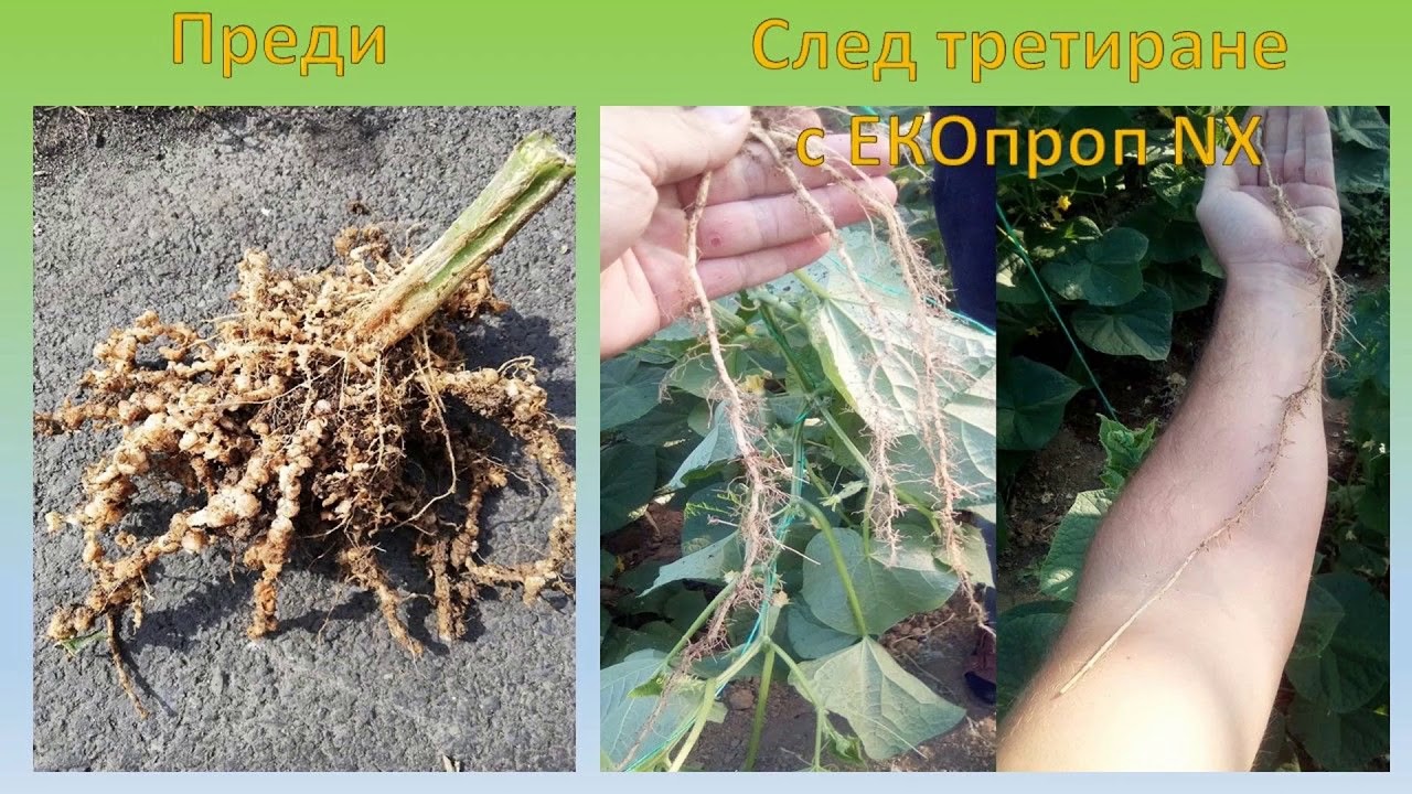 Схема за борба и контрол на нематода и срещу почвени патогени Фузариум, Питиум, Ризоктония, Ботритис