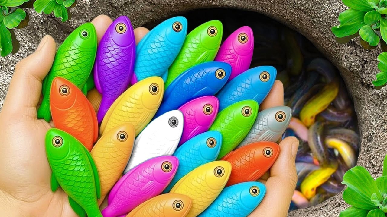 Catch beautiful aquarium fish in small pond baby turtles, blue guppies, molly fish, koi, betta fish