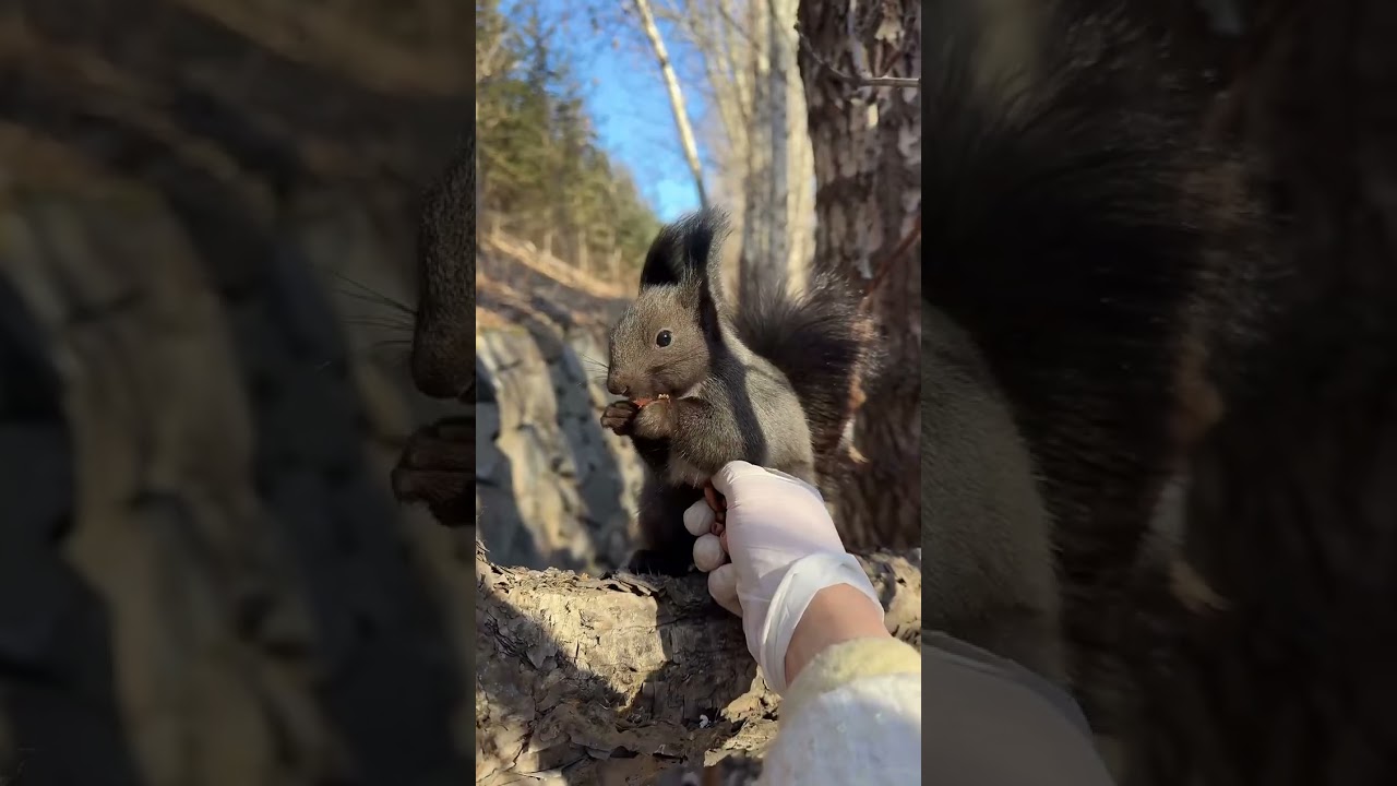 Winter Forest Live｜Feeding Wild Squirrels with Live Narration 🐿️🌲的副本