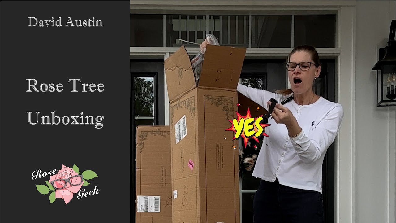🌹David Austin Rose Tree Standards unbox 4k/Advantageous roots/Rose Suckers/ Care for bare root trees