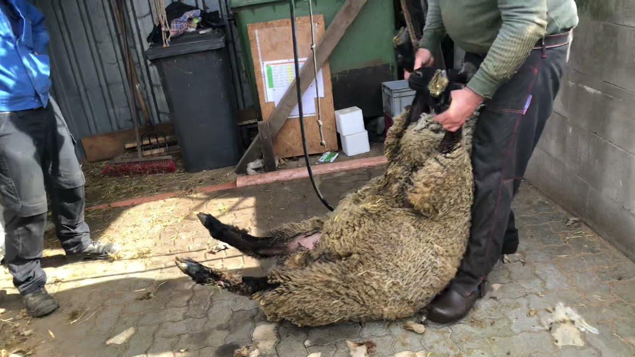 Ein Schaf wird in Freudenberg - Oberheusling vom Winterpelz befreit - Christ Video