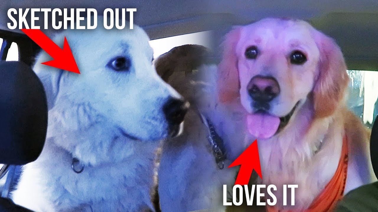 DOGS REACT TO DRIVE THRU CAR WASH (SCS #129)