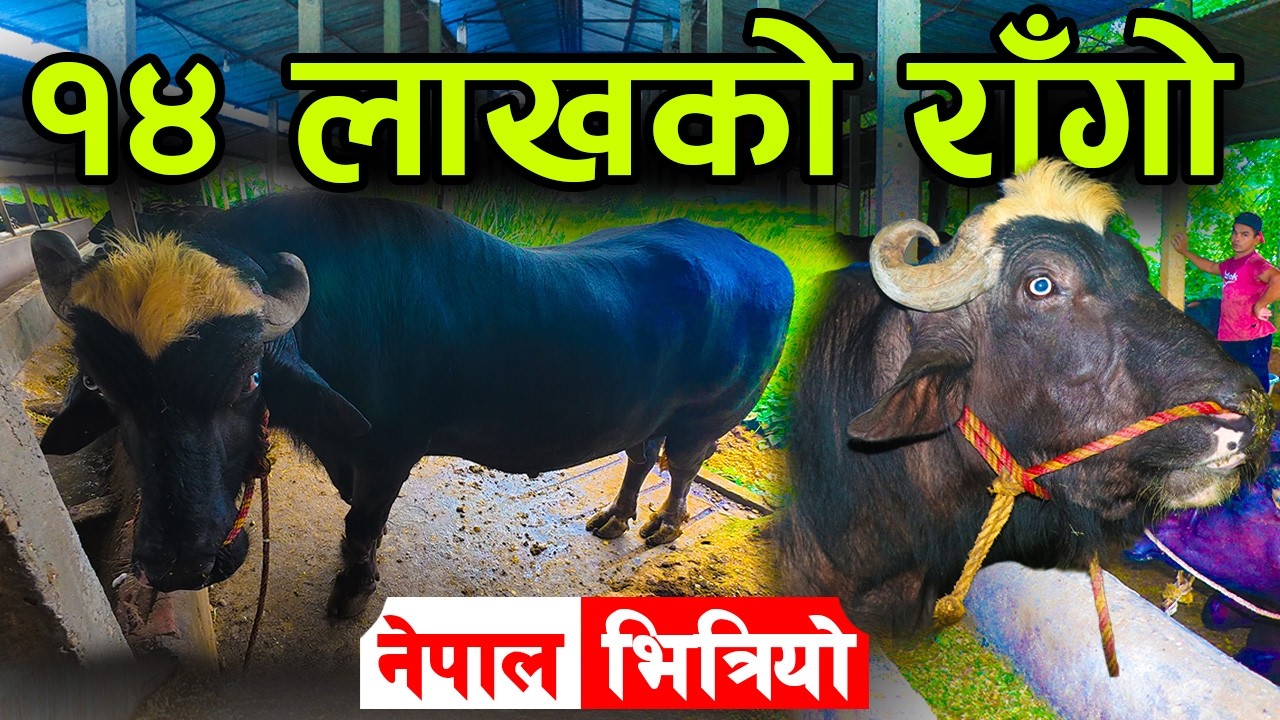 १४ लाखको राँगो नेपाल भित्रियो ! यसबाट जन्मेको भैँसीले २० लिटर दुध दिन्छ ||kiranpaudel