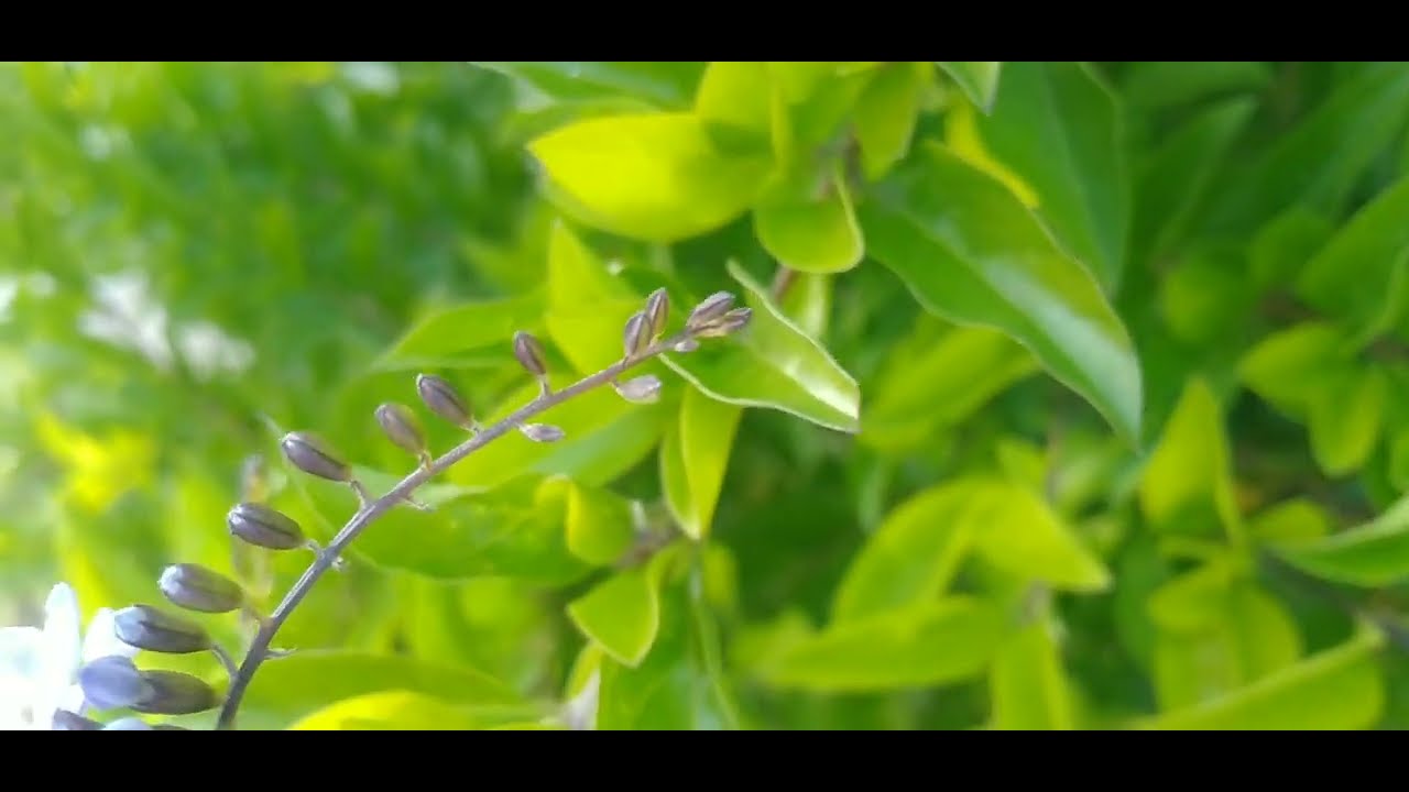 Pingo-de-Ouro/(Duranta erecta) L.  [Leitura na Descrição]