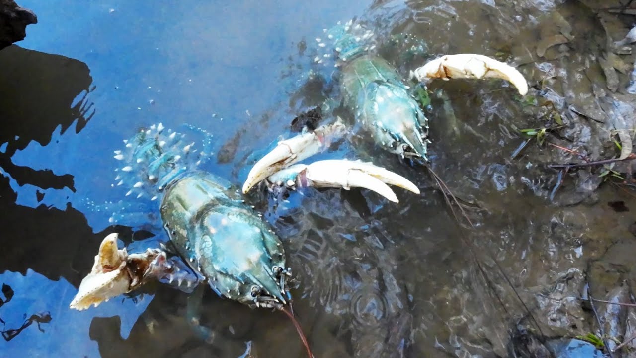 Crayfish Opening 2023 An Amazing Morning Of Crayfishing