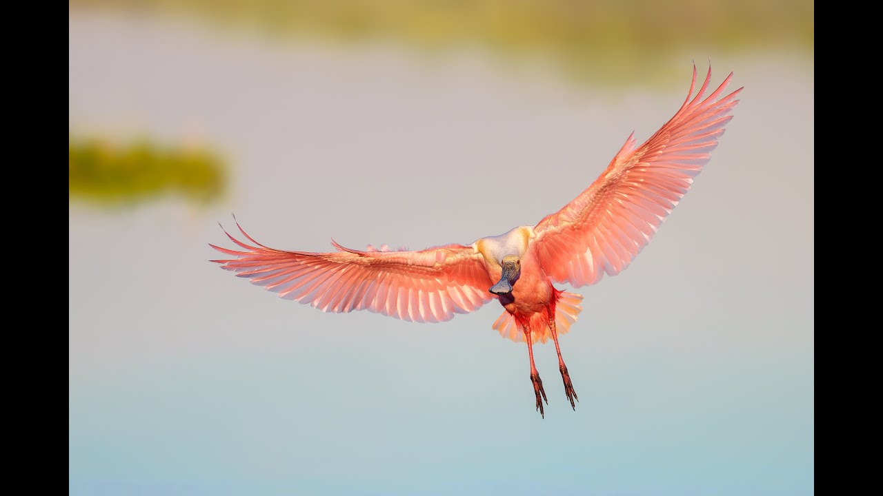 Amazing Stick Marsh Spoonbills