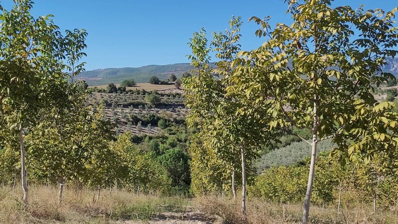 186- Hangi Bölgeye,  Hangi Çeşit Ceviz Dikilmeli? Yerli Ceviz mi? Yabancı Ceviz mi?