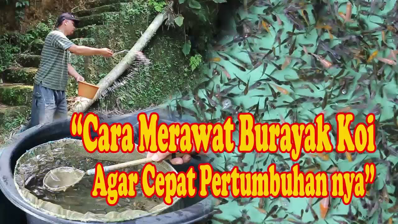 Cara merawat burayak ikan koi agar Cepat pertumbuhannya