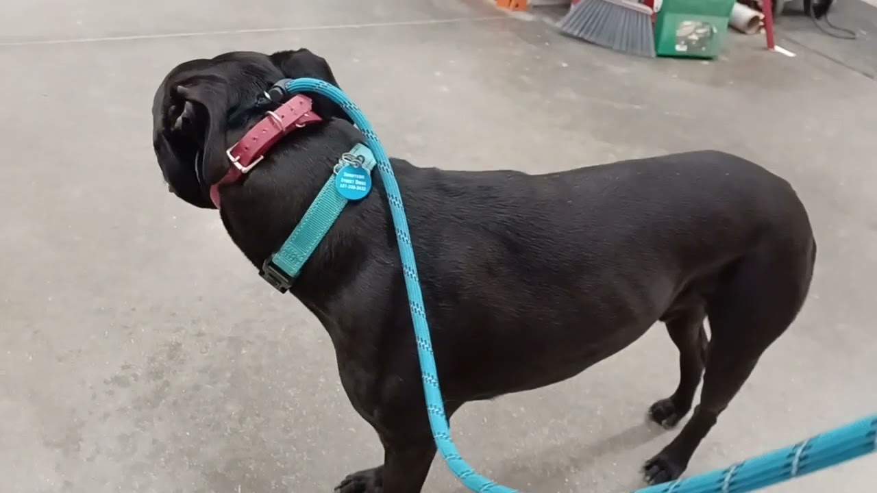Ekko at HD