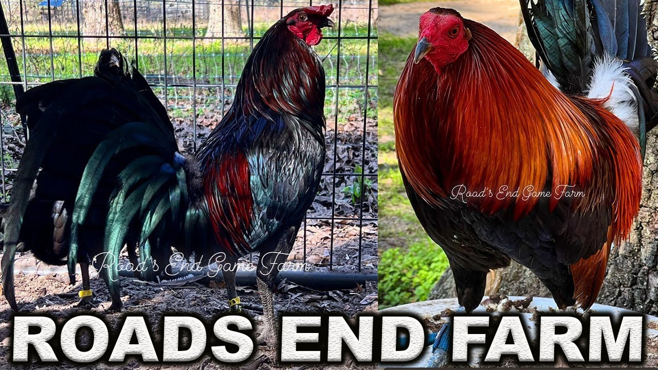 White Black Blue - Roads End Farm Beautiful Birds Farm Visit USA