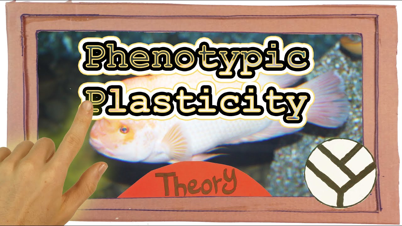 On Phenotypic Plasticity