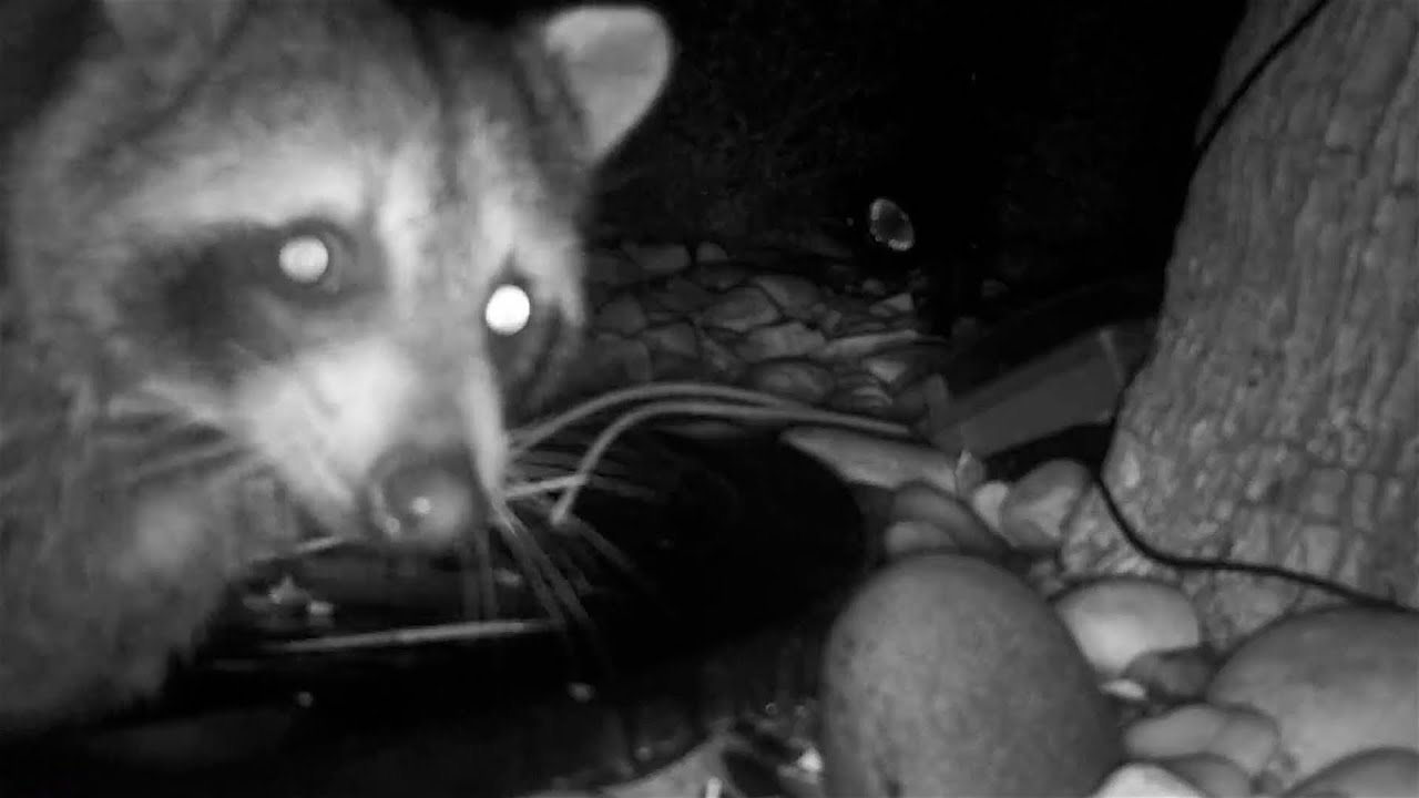 THE WATERING HOLE - Trail Cam Film